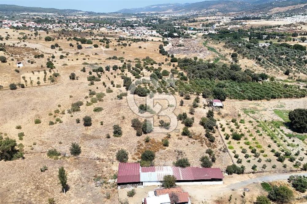 Urla Bademler’de 9.780 m² Yol ve Yerleşime Yakın Satılık Tarla