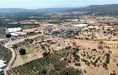 Urla Bademler’de 9.780 m² Yol ve Yerleşime Yakın Satılık Tarla