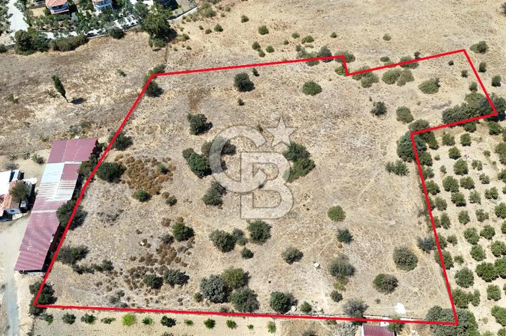 Urla Bademler’de 9.780 m² Yol ve Yerleşime Yakın Satılık Tarla