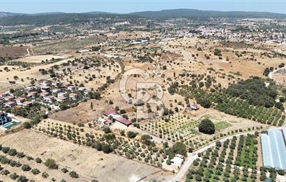 Urla Bademler’de 9.780 m² Yol ve Yerleşime Yakın Satılık Tarla