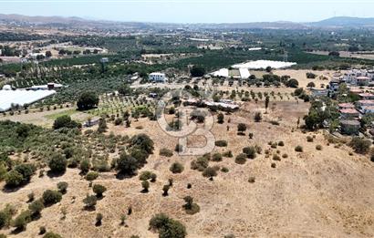 Urla Bademler’de 9.780 m² Yol ve Yerleşime Yakın Satılık Tarla