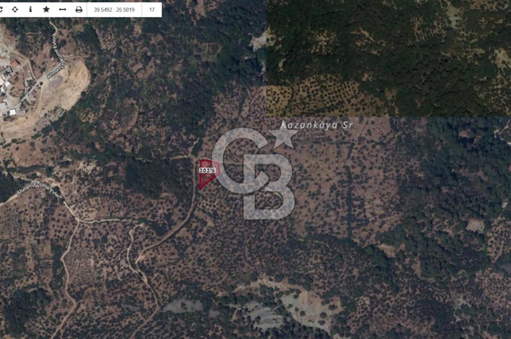 Çanakkale Ayvacık Ahmetçe Köyüne Yakın Satılık Zeytinlik