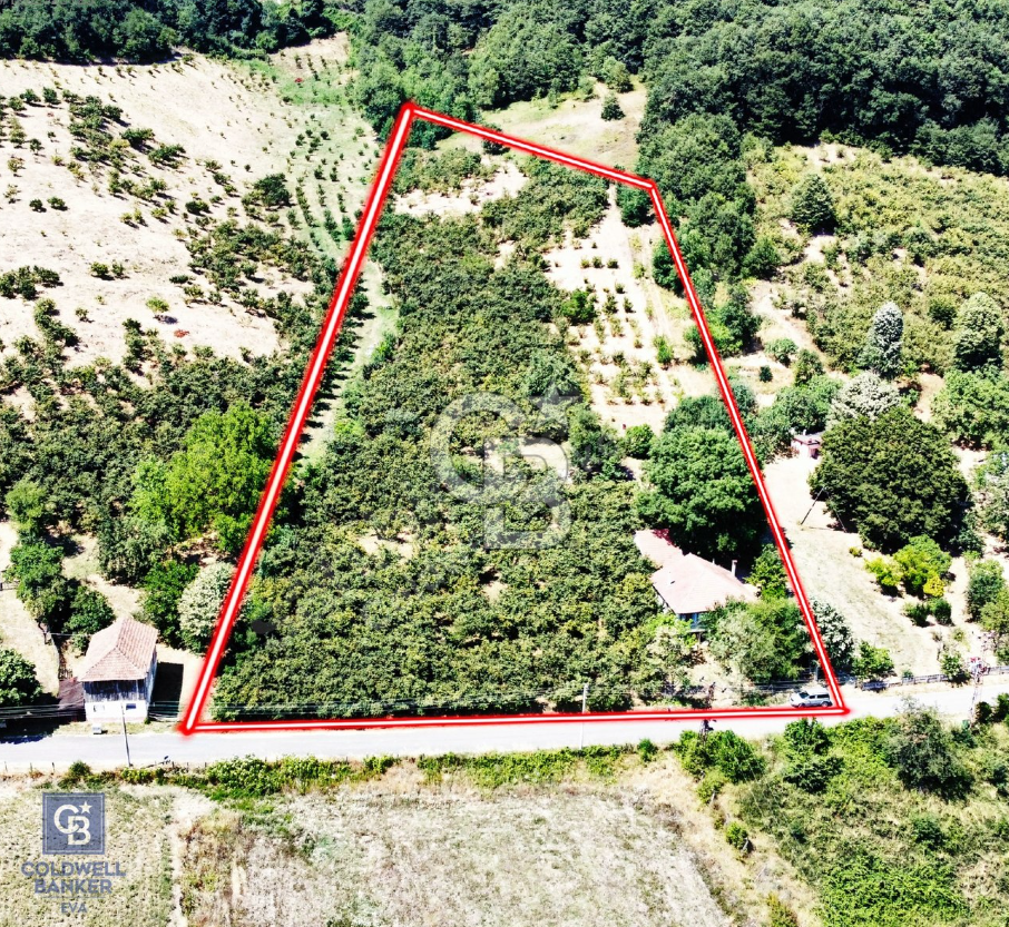 HENDEK TE 10 DÖNÜM FINDIK BAHÇESİ SATILIK