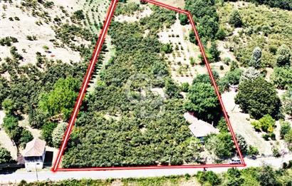 HENDEK TE 10 DÖNÜM FINDIK BAHÇESİ SATILIK