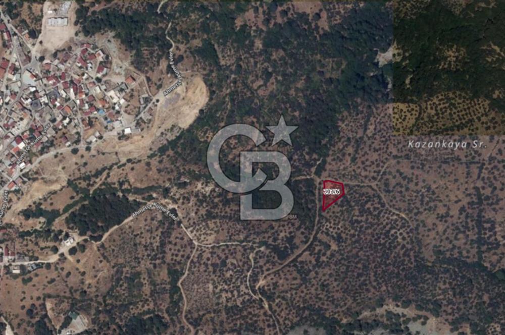 Çanakkale Ayvacık Ahmetçe Köyüne Yakın Satılık Zeytinlik