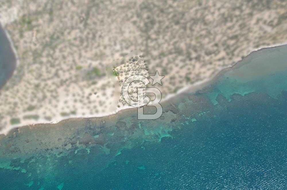 Cunda Adasında Denize Sıfır Zeytinlik