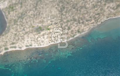 Cunda Adasında Denize Sıfır Zeytinlik