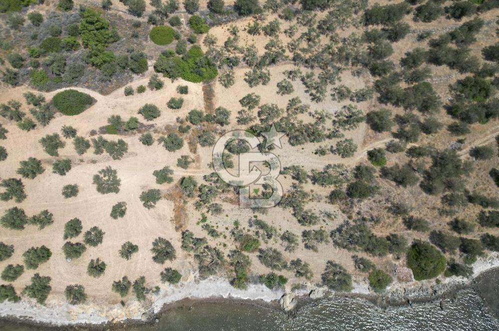 Cunda Adasında Denize Sıfır Zeytinlik
