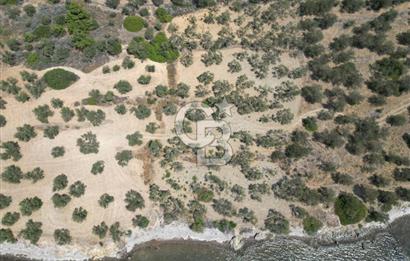 Cunda Adasında Denize Sıfır Zeytinlik