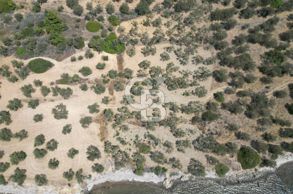 Cunda Adasında Denize Sıfır Zeytinlik