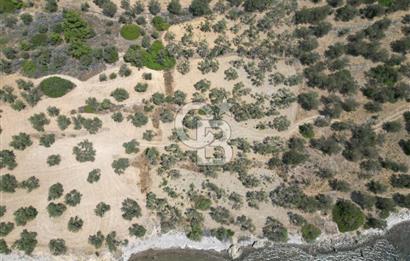 Cunda Adasında Denize Sıfır Zeytinlik