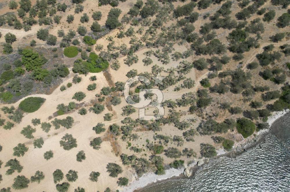Cunda Adasında Denize Sıfır Zeytinlik