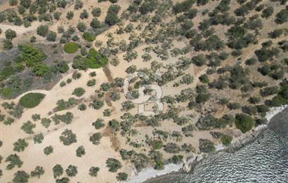 Cunda Adasında Denize Sıfır Zeytinlik