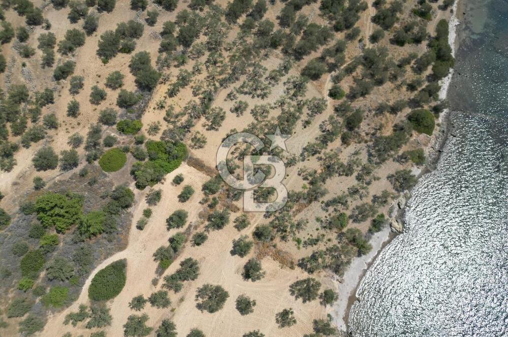 Cunda Adasında Denize Sıfır Zeytinlik