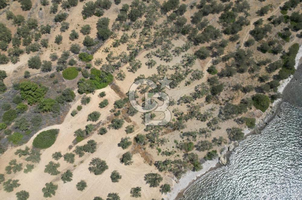 Cunda Adasında Denize Sıfır Zeytinlik