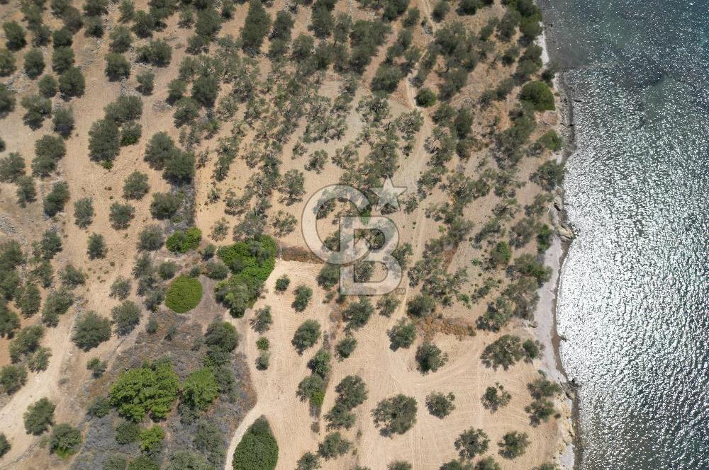 Cunda Adasında Denize Sıfır Zeytinlik