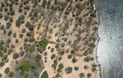 Cunda Adasında Denize Sıfır Zeytinlik