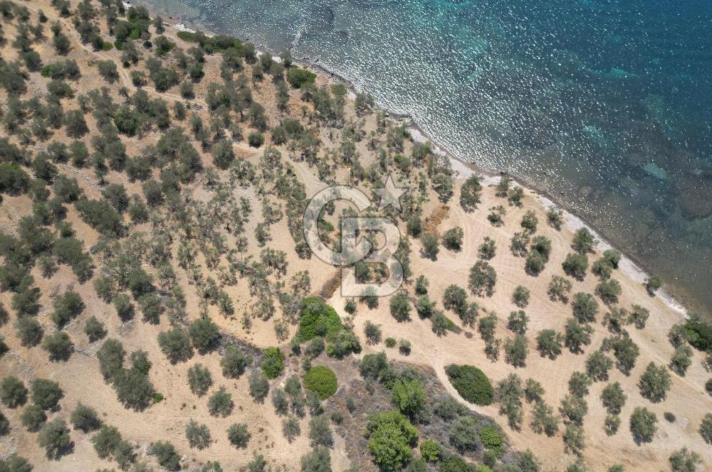 Cunda Adasında Denize Sıfır Zeytinlik