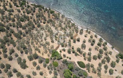 Cunda Adasında Denize Sıfır Zeytinlik