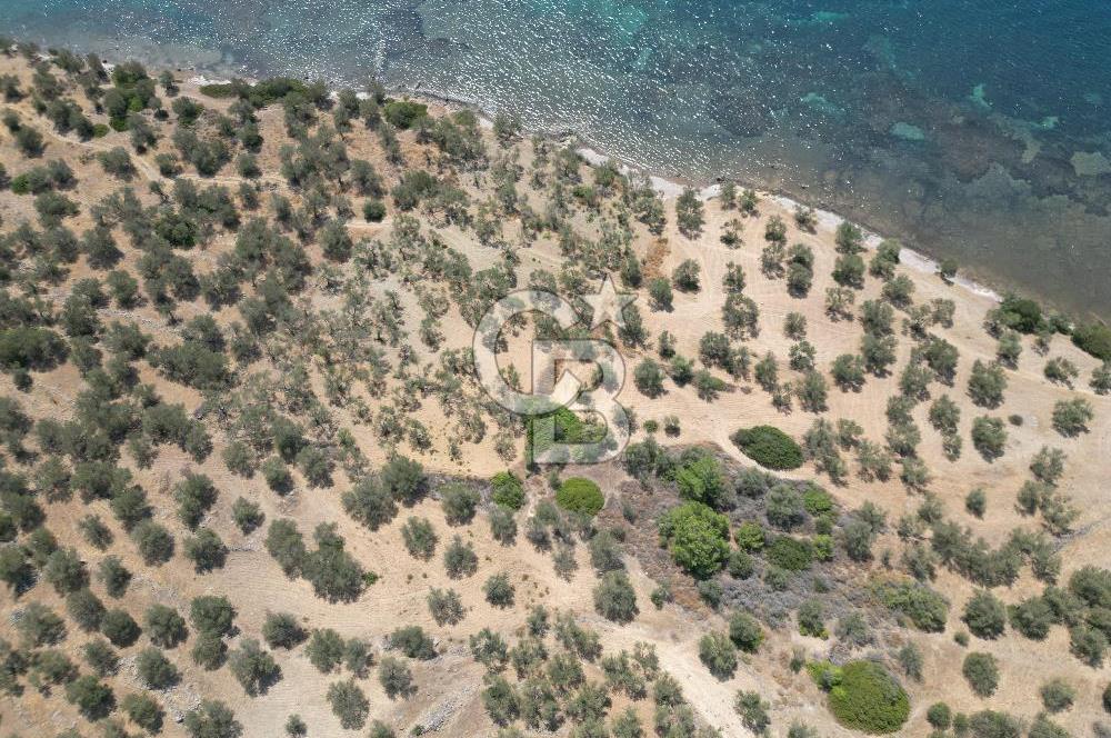 Cunda Adasında Denize Sıfır Zeytinlik