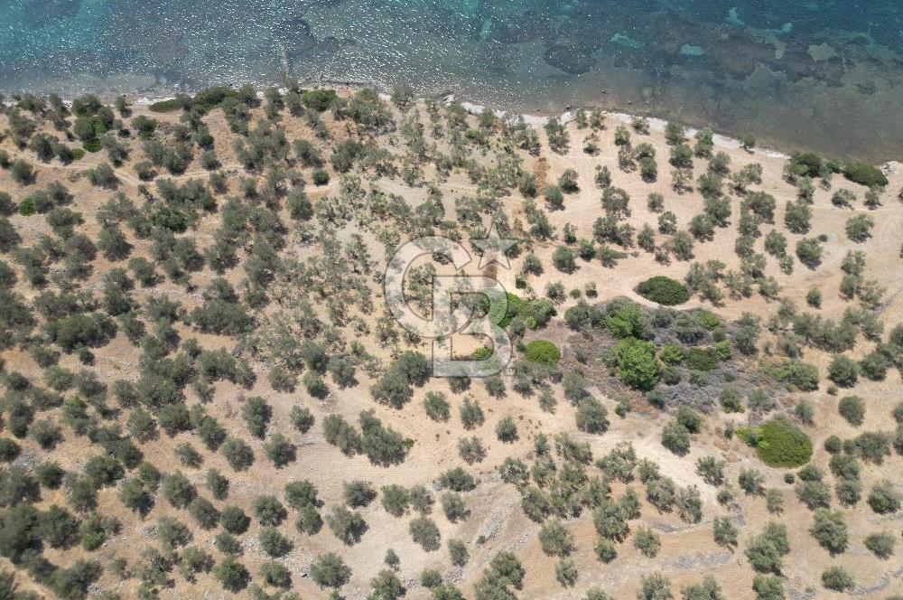 Cunda Adasında Denize Sıfır Zeytinlik