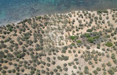 Cunda Adasında Denize Sıfır Zeytinlik