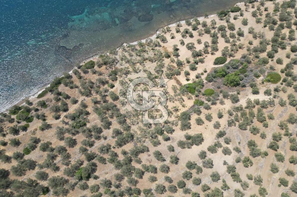 Cunda Adasında Denize Sıfır Zeytinlik