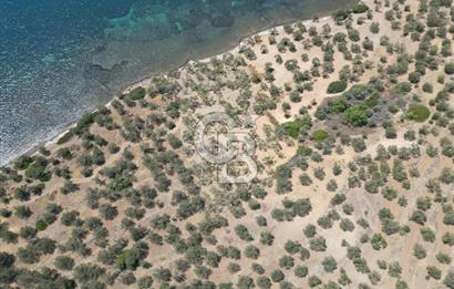 Cunda Adasında Denize Sıfır Zeytinlik