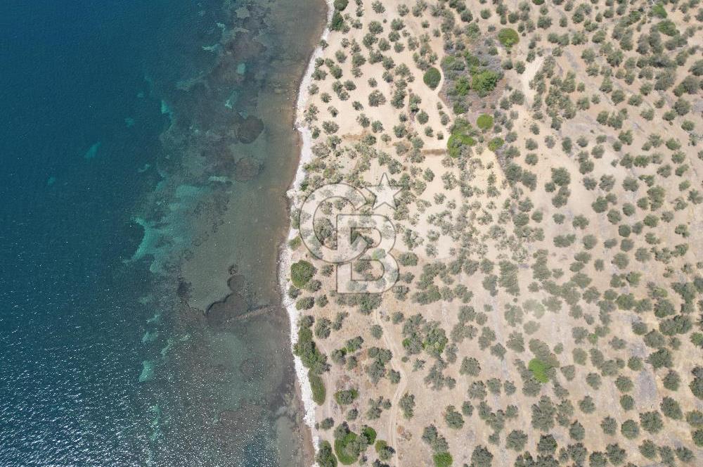 Cunda Adasında Denize Sıfır Zeytinlik