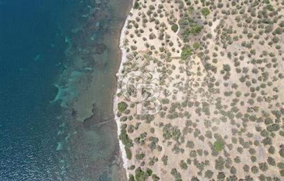Cunda Adasında Denize Sıfır Zeytinlik
