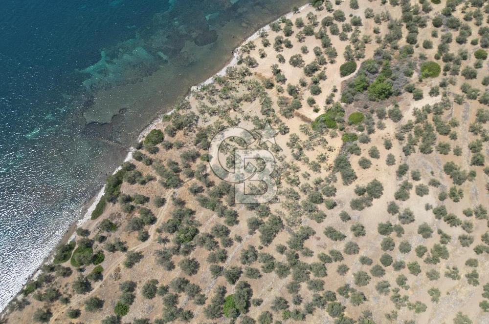 Cunda Adasında Denize Sıfır Zeytinlik