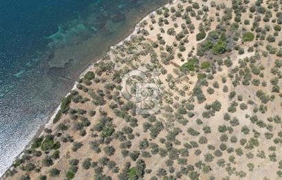 Cunda Adasında Denize Sıfır Zeytinlik