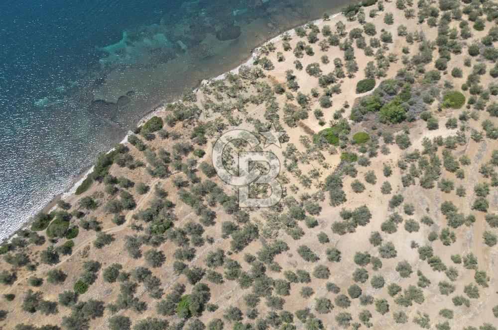 Cunda Adasında Denize Sıfır Zeytinlik