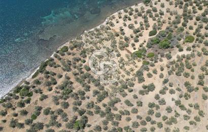 Cunda Adasında Denize Sıfır Zeytinlik