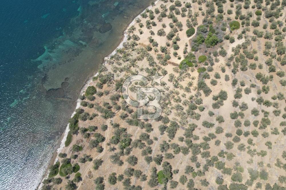 Cunda Adasında Denize Sıfır Zeytinlik