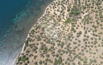 Cunda Adasında Denize Sıfır Zeytinlik