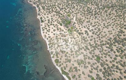 Cunda Adasında Denize Sıfır Zeytinlik