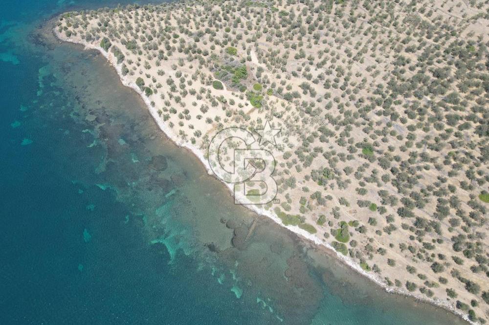 Cunda Adasında Denize Sıfır Zeytinlik