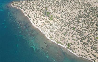 Cunda Adasında Denize Sıfır Zeytinlik