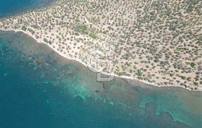 Cunda Adasında Denize Sıfır Zeytinlik