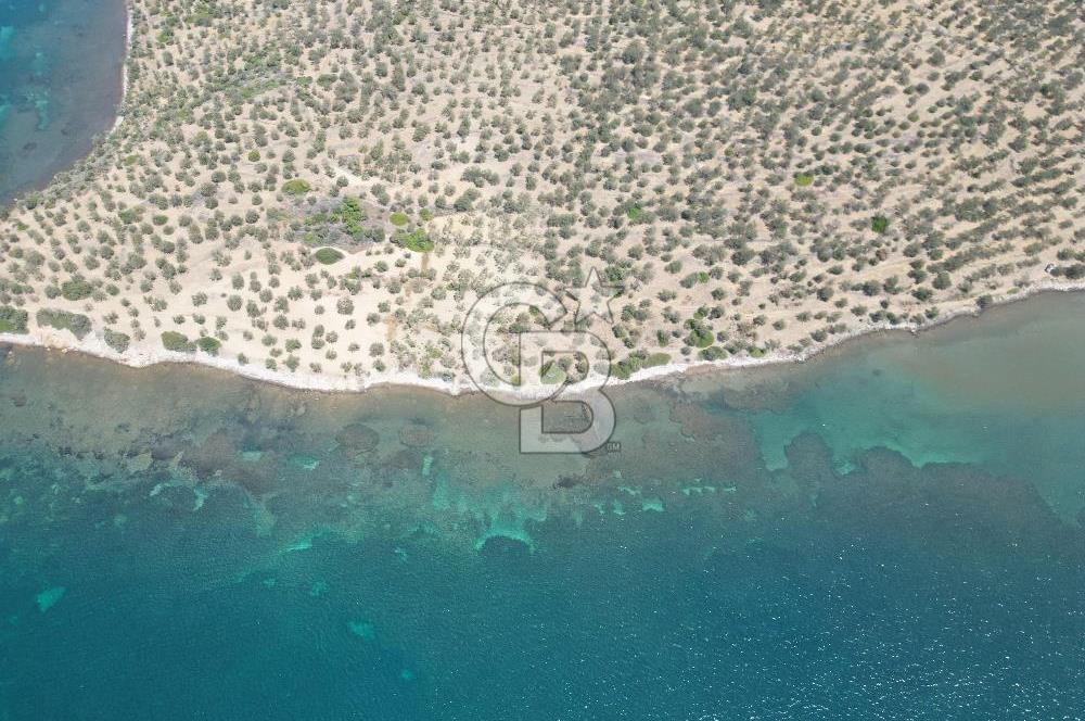 Cunda Adasında Denize Sıfır Zeytinlik