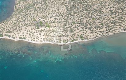 Cunda Adasında Denize Sıfır Zeytinlik
