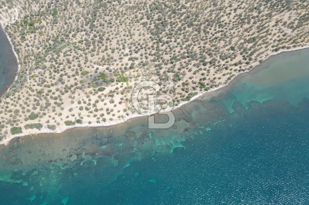 Cunda Adasında Denize Sıfır Zeytinlik