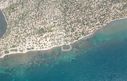 Cunda Adasında Denize Sıfır Zeytinlik