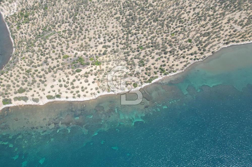 Cunda Adasında Denize Sıfır Zeytinlik
