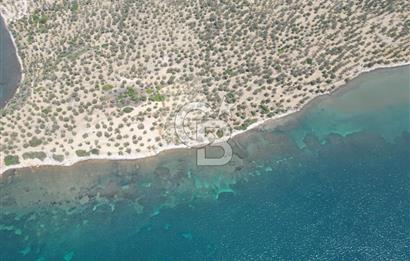 Cunda Adasında Denize Sıfır Zeytinlik