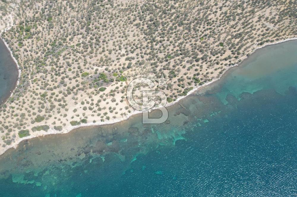 Cunda Adasında Denize Sıfır Zeytinlik