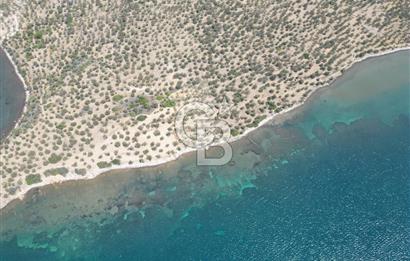 Cunda Adasında Denize Sıfır Zeytinlik