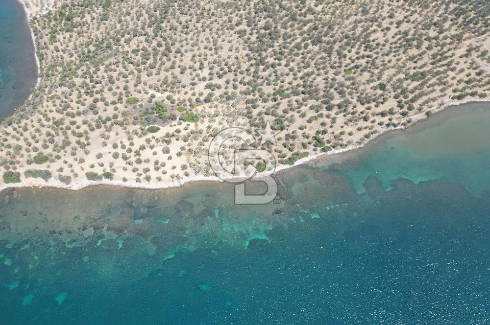 Cunda Adasında Denize Sıfır Zeytinlik