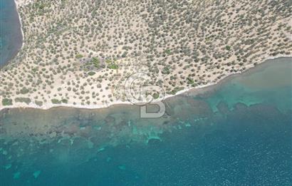 Cunda Adasında Denize Sıfır Zeytinlik